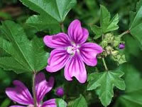 Malva sylvestris